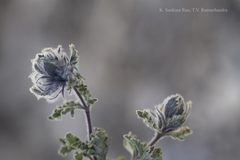Nepeta longibracteata